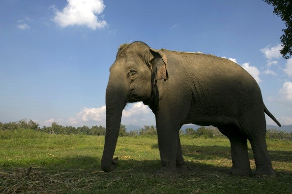 Elephant Dung Coffee Produces The World's Most Expensive Cup