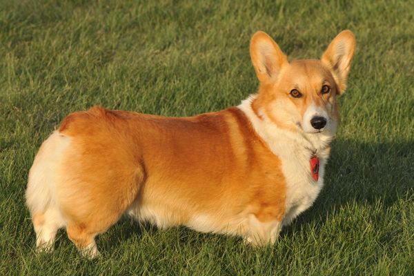 corgi