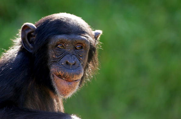 Chimp