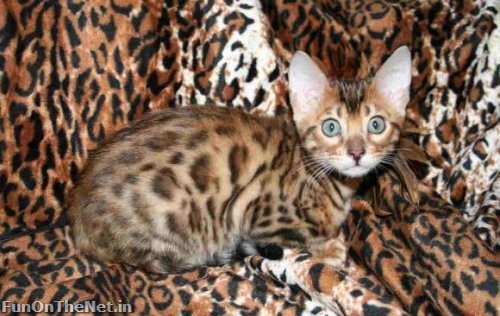 bengal cat