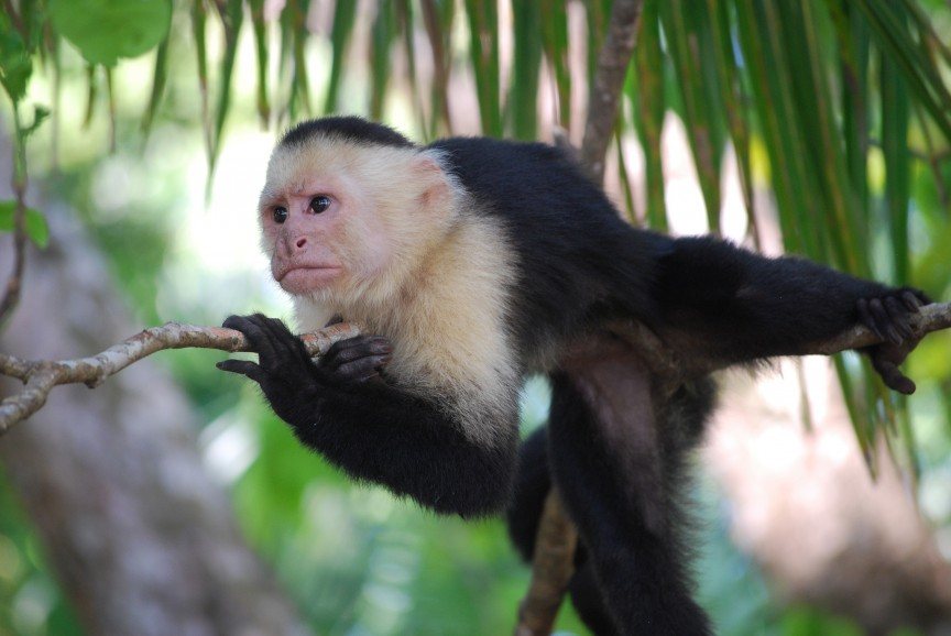 capuchin monkeys