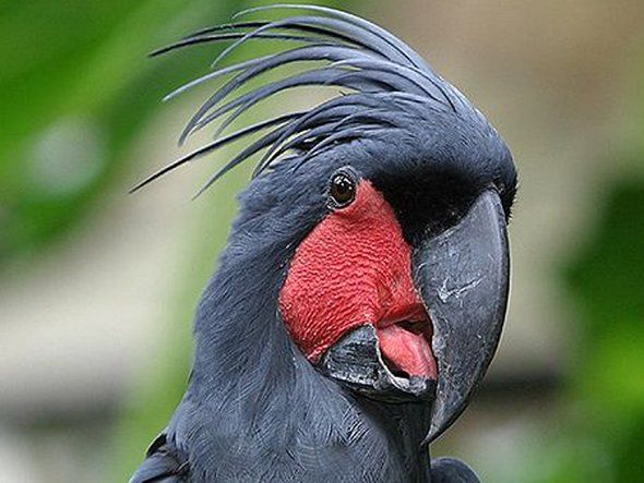 palm cockatoo 