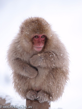 snow macaque