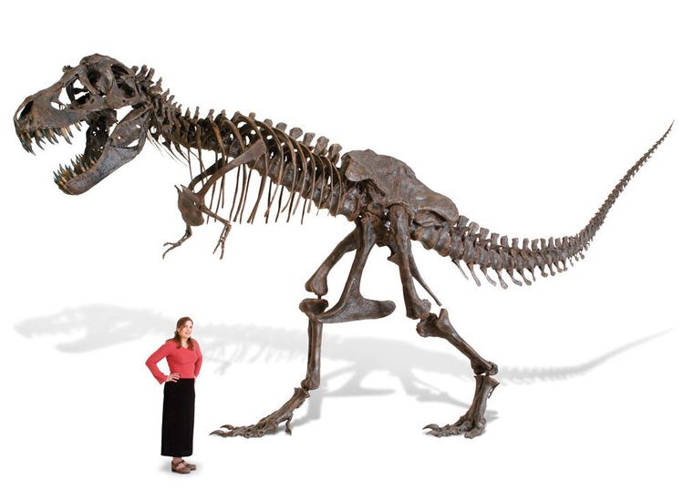 Hammacher Schlemmer's Life-Size T-Rex