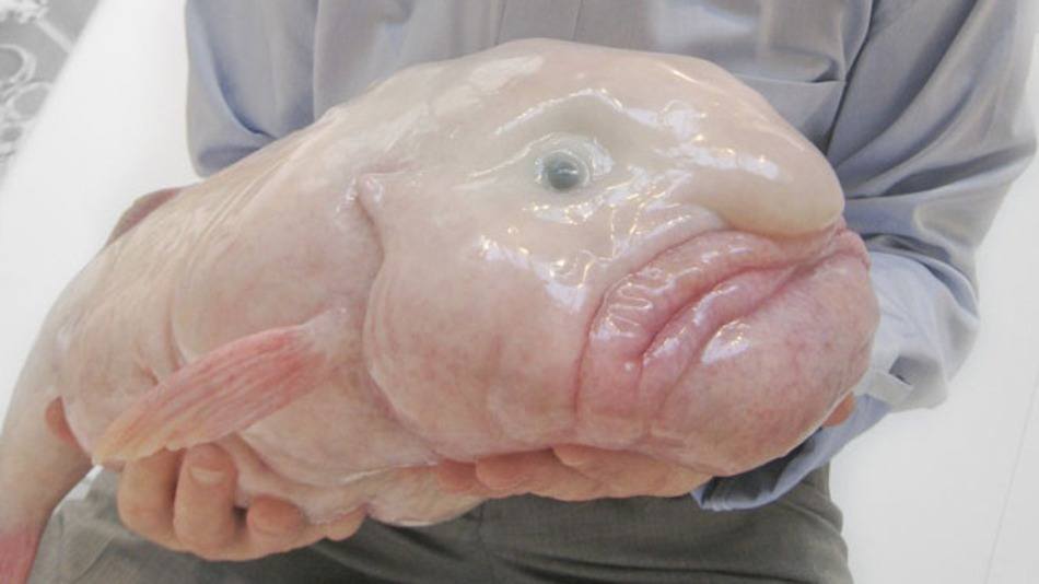 Blobfish