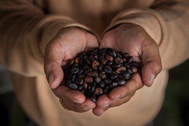 Most Expensive Coffee kopi luwak