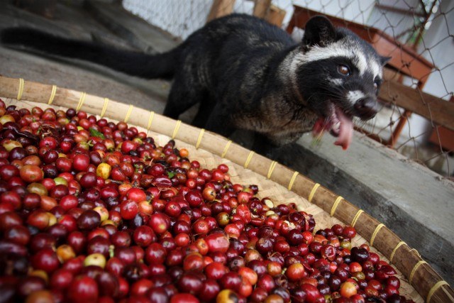 Kopi Luwak