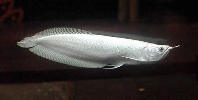 The Platinum Arowana