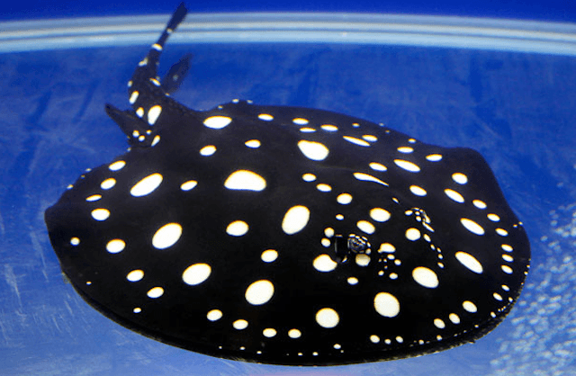 The Xingu Polka Dot Stingray