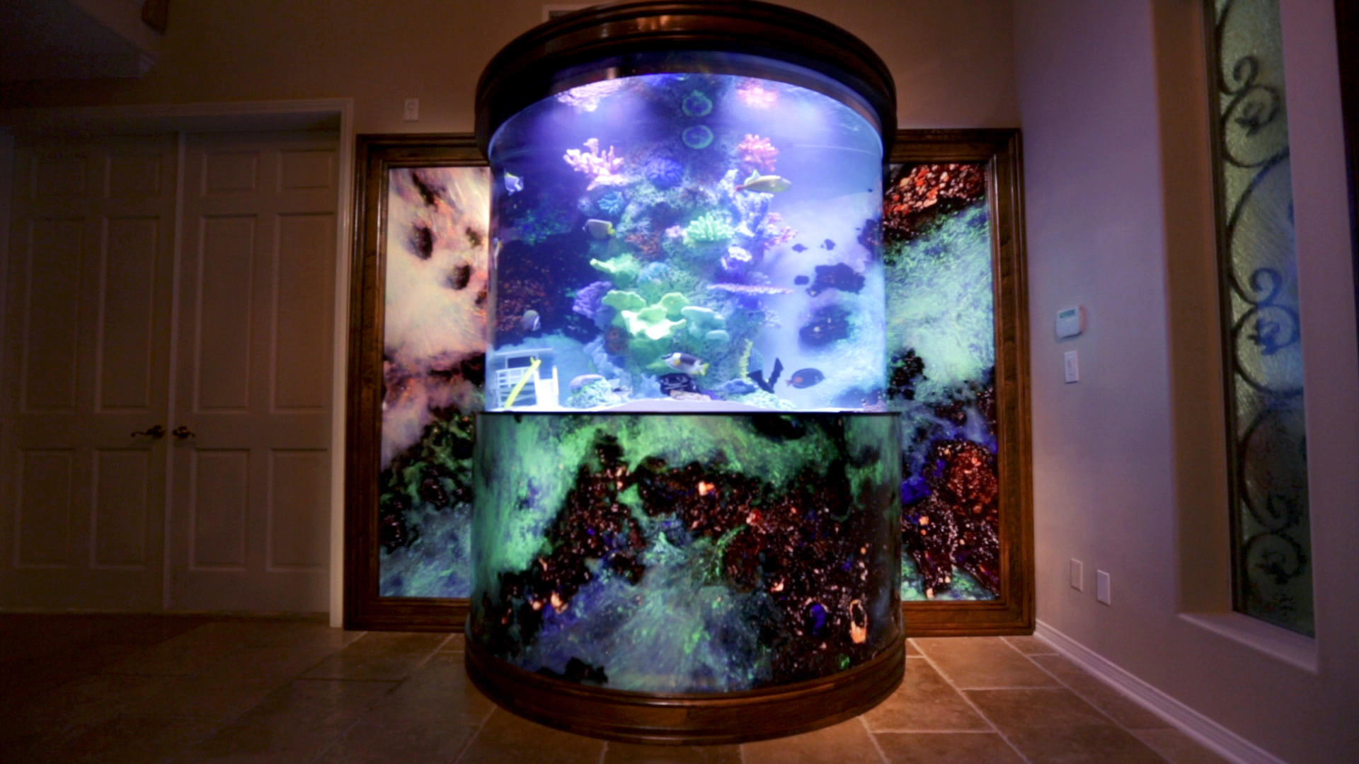 david hasslehoff's custom fish tank