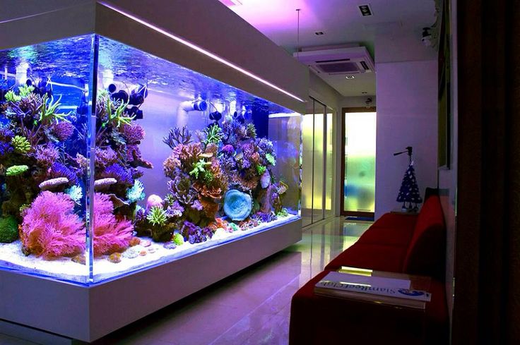 home reef aquarium 