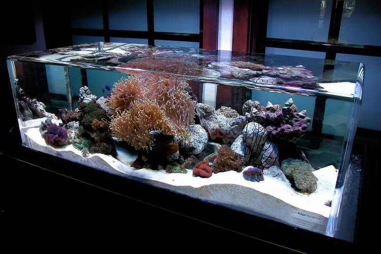 custom aquarium with rounded edges for $1 million