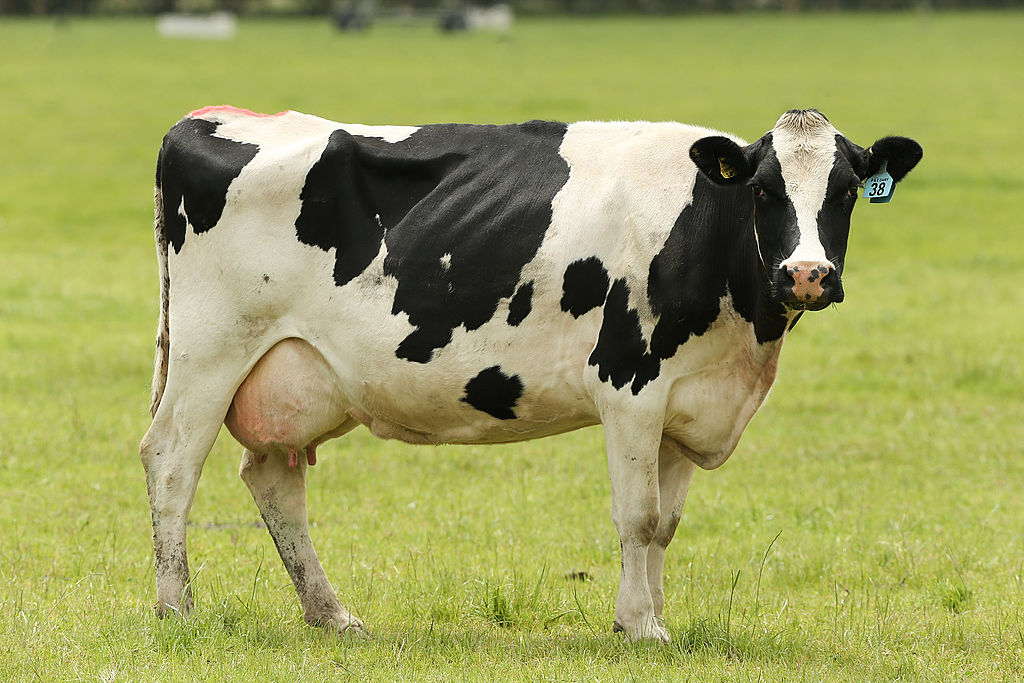 cow standing in field