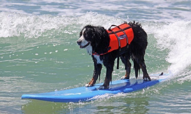 dog-surfing