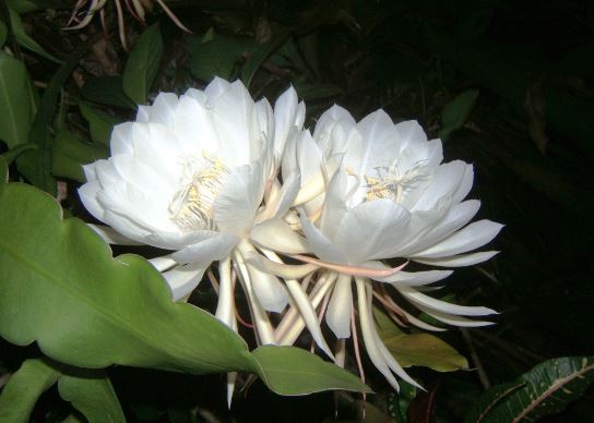 expensive kadupul flower