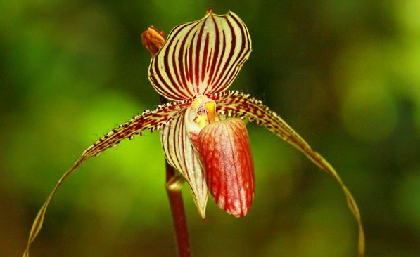 rotchschile orchid