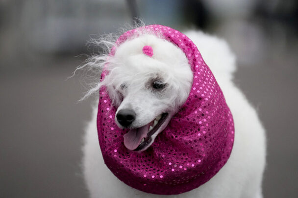 Day 1 Of The Prestigious Crufts Dog Show In Photos Worthly