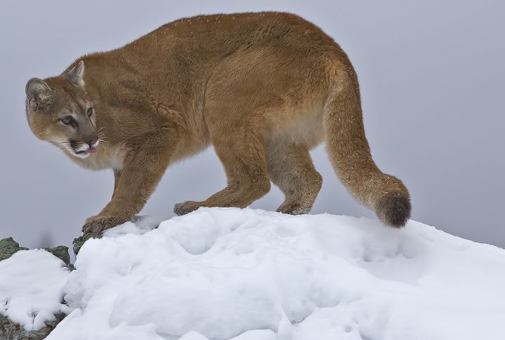 Mountain Lion