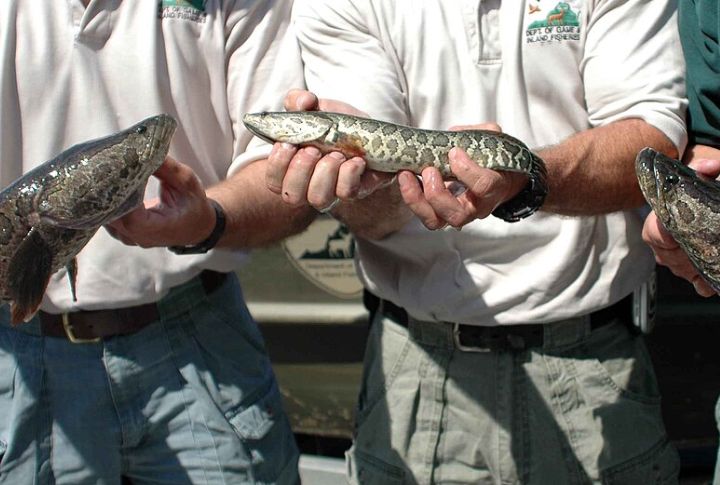 Now Confirmed In At Least Nine States