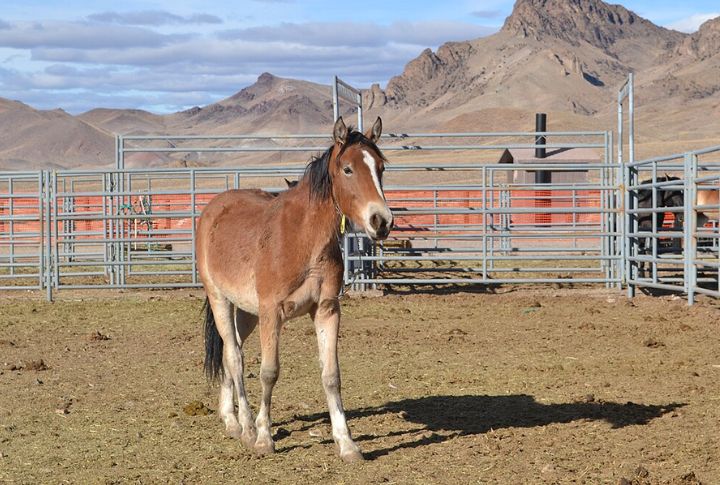 Idaho: Challis Mustangs