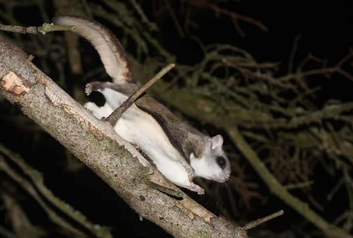 Northern Flying Squirrel