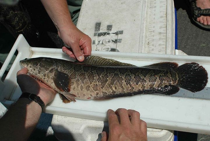 Illegal To Possess In Most U.S. States
