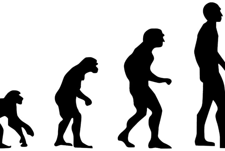 Evolution Means Humans Evolved From Monkeys 
