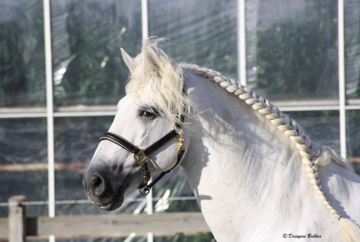 Arizona: Cerbat Mustangs