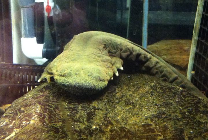 Hellbender Salamander