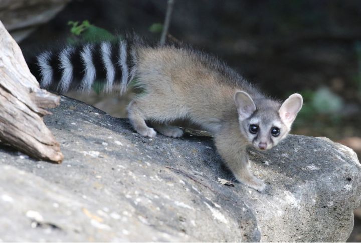 Ringtail