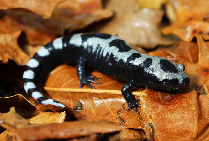 Marbled Salamander