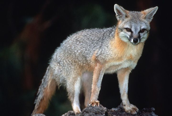 Gray Fox