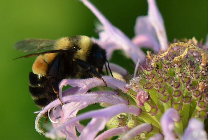 Rusty-Patched Bumblebee