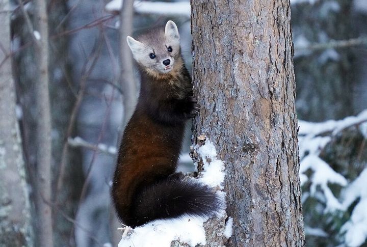 American Marten