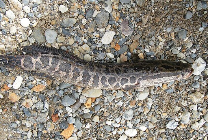 They Breathe Air Like Amphibians
