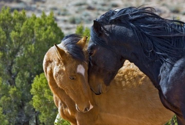 Montana: Pryor Mountain Mustangs