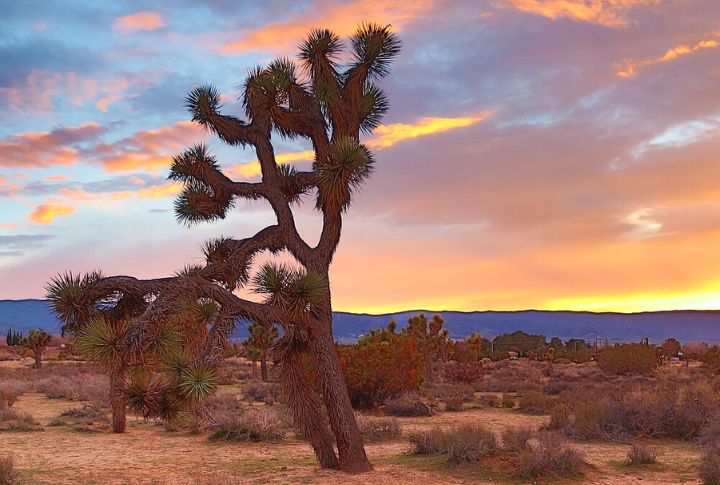 Visit The Antelope Valley California Poppy Reserve