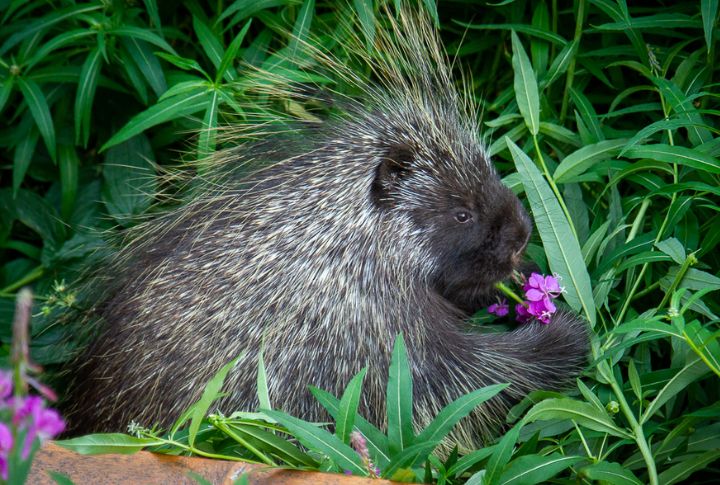 Porcupine