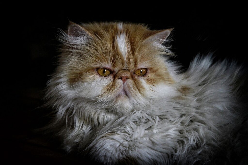 cat, persian, persian cat