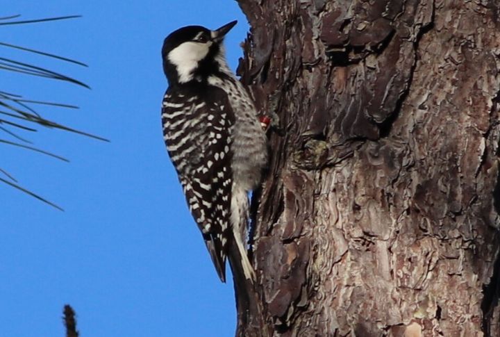 Red-Cockaded Woodpecker