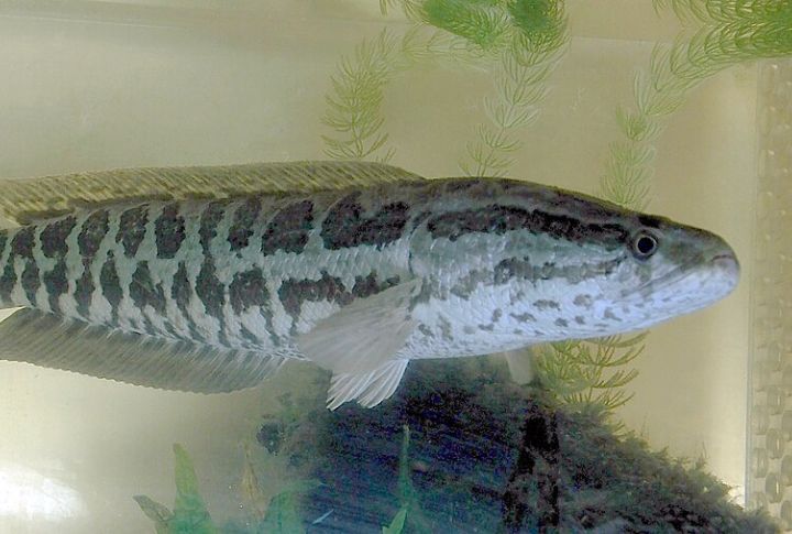 Their Diet Includes Full-Grown Birds