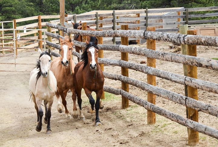 Colorado: Sand Wash Basin Mustangs