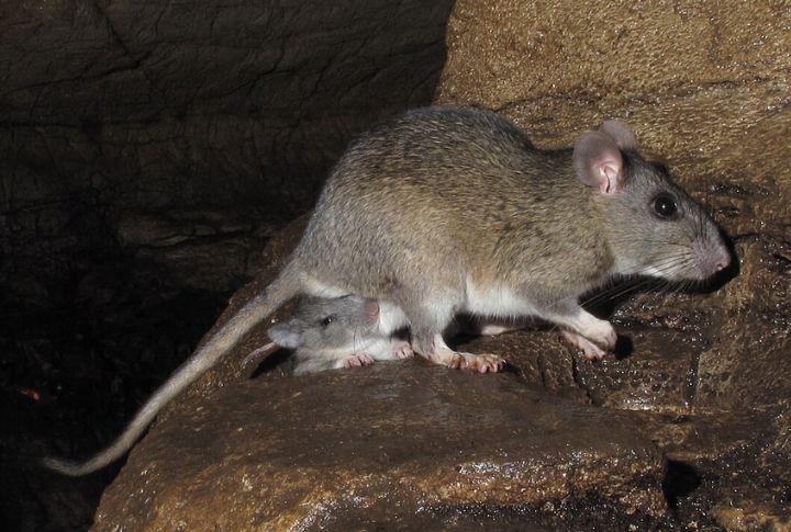 Allegheny Woodrat