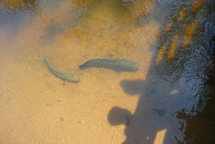 They Spawn Multiple Times A Year
