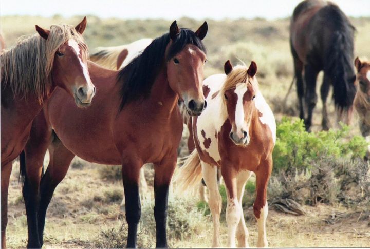 Wyoming: McCullough Peaks Mustangs
