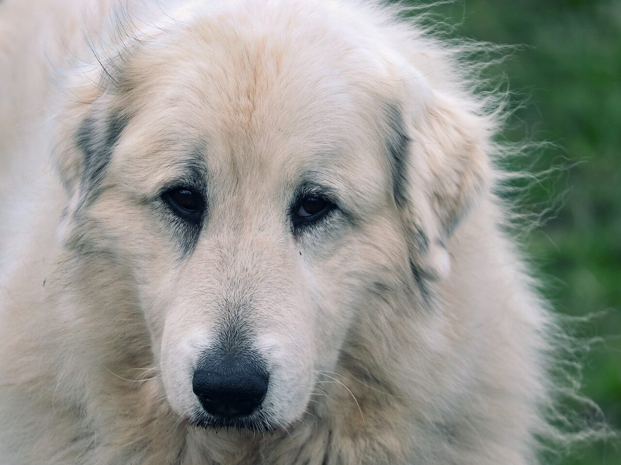 pyrenean mountain dog, patou, herding dog, guard dog, animal, head, nose, fur, portrait, herd protection dog, white, beige, shepherd dog, purebred dog, domestic animal, dog snout, pet, close up, face, view, dog, attentive, dog look, dog head, dog's nose, eyes