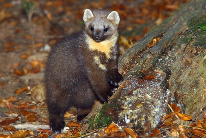 Pine Marten