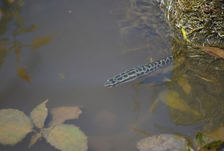 Highly Aggressive Toward Native Species
