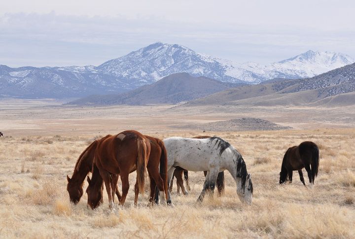 Utah: Onaqui Mustangs