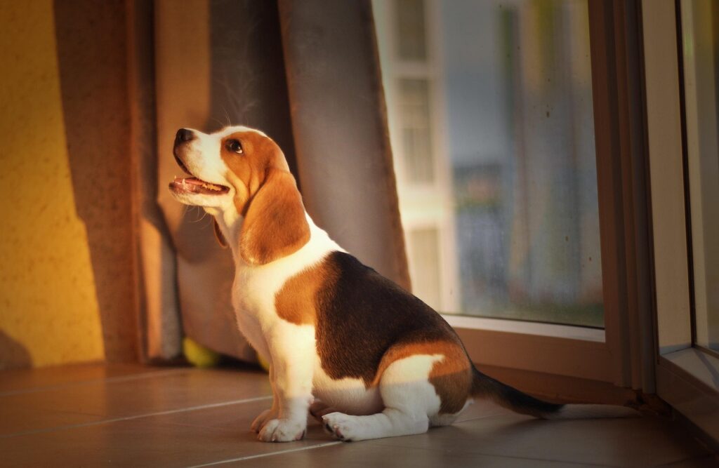 beagle, puppy, pet, dog, animal, cute, home, good